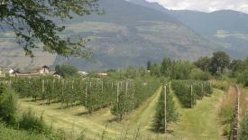 На виноградниках разрешили строить объекты туризма